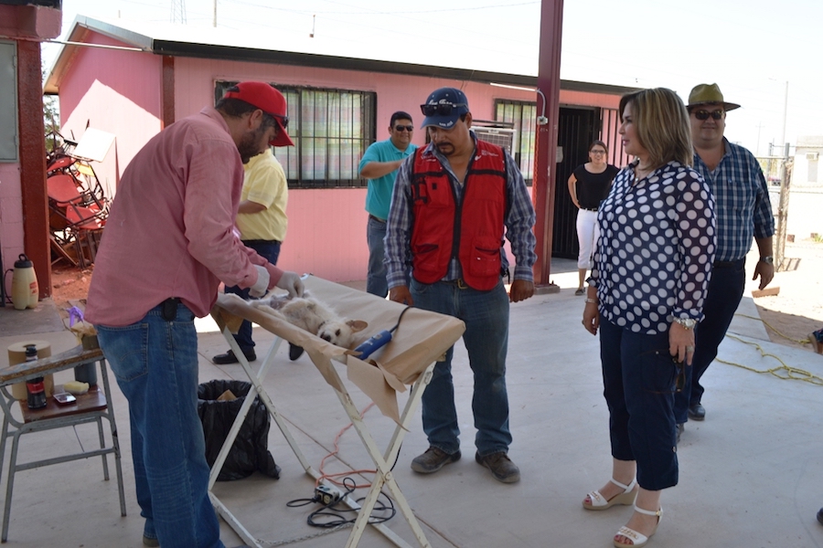Realiza Gobierno Municipal de Caborca campaña de esterilización animal Realiza Gobierno Municipal de Caborca campaña de esterilización animal
