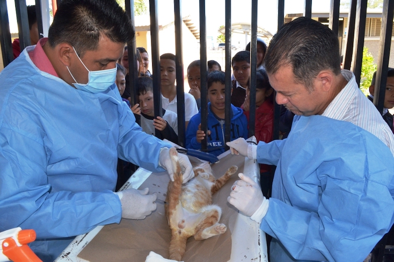 Llevarán jornadas de esterilización de mascotas a la costa de Caborca