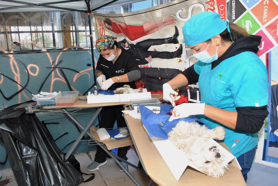 Realiza CACF primera jornada integral de salud animal de 2018 en la San Bosco