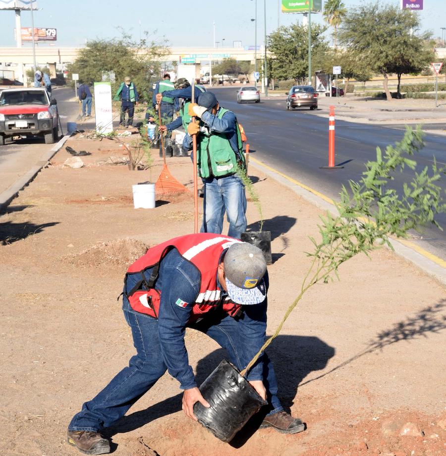 “Adoptarán” bulevar Morelos vecinos del sector “Adoptarán” bulevar Morelos vecinos del sector