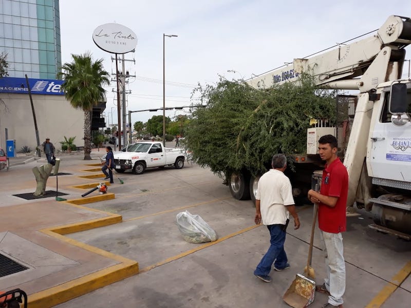 Lamenta Alcaldesa tala no autorizada de árboles en la ciudad