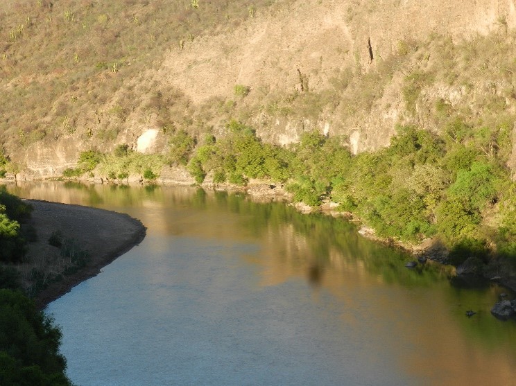 Confirman presencia de águila calva en Sahuaripa y Soyopa