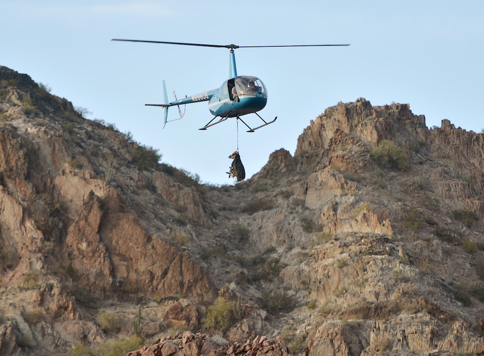 Coloca Sagarhpa collares satelitales a 43 borregos cimarrones en su hábitat natural
