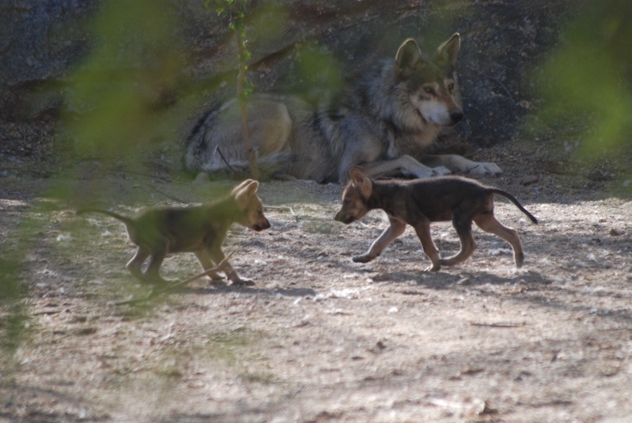Nuevas crías de lobo gris mexicano, en el Centro Ecológico de Sonora