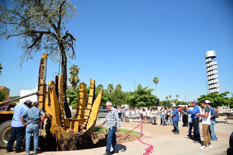 Trasplantan árbol de más de 25 años de edad a la Plaza de los 100 años