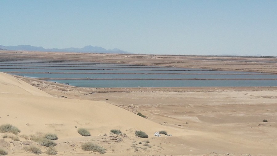 Sonora logra mantener su liderazgo en producción de camarón en el 2019