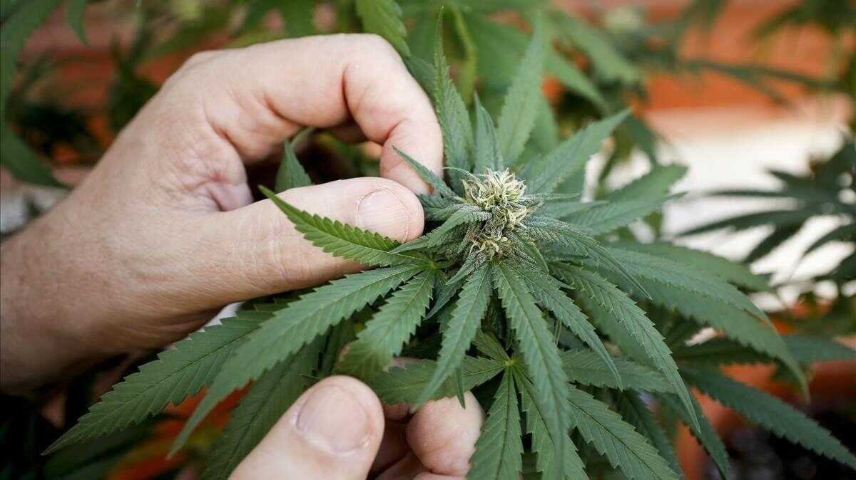 Mariguana y cocaína ya no serán sustancias dopantes para la WADA