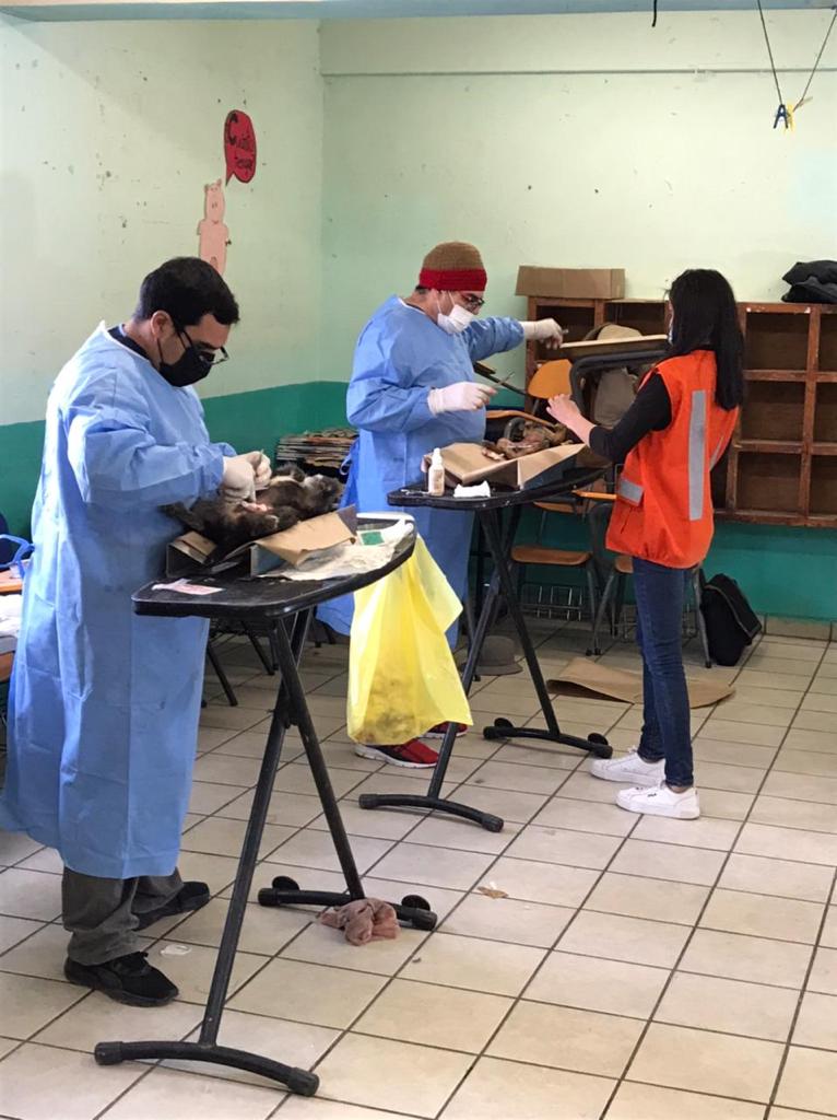 Lleva Salud Sonora Jornada de Esterilización Canina y Felina a Cananea y Agua Prieta