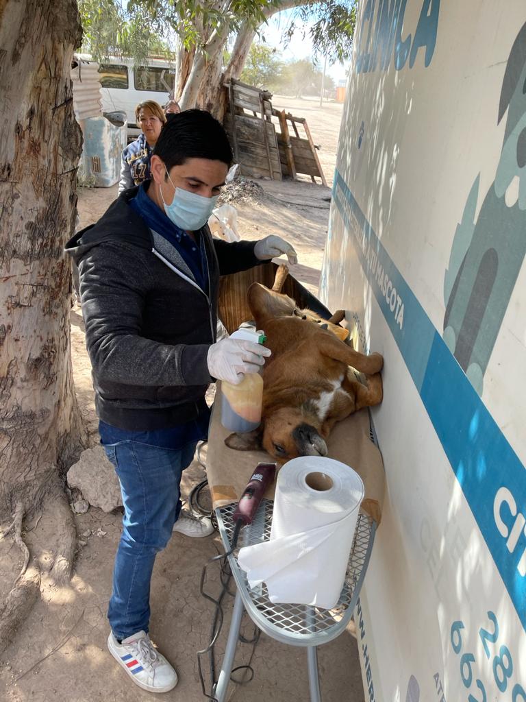 Llevan jornada de vacunación y esterilización de mascotas a Miguel Alemán Llevan jornada de vacunación y esterilización de mascotas a Miguel Alemán