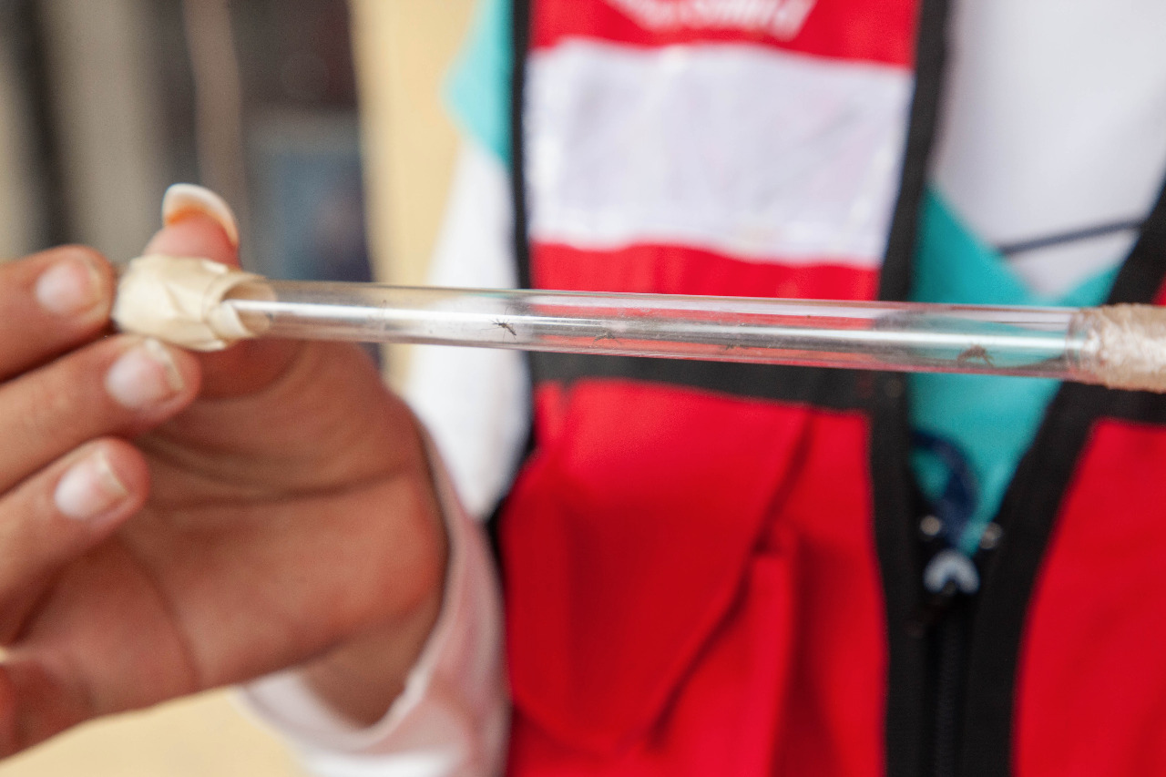 Baja 99% incidencia de casos de dengue en Sonora: Salud