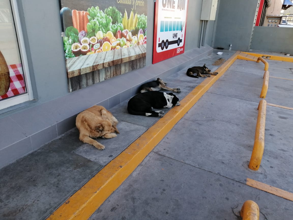 A pesar de la Ley, siguen acciones de maltrato a mascotas