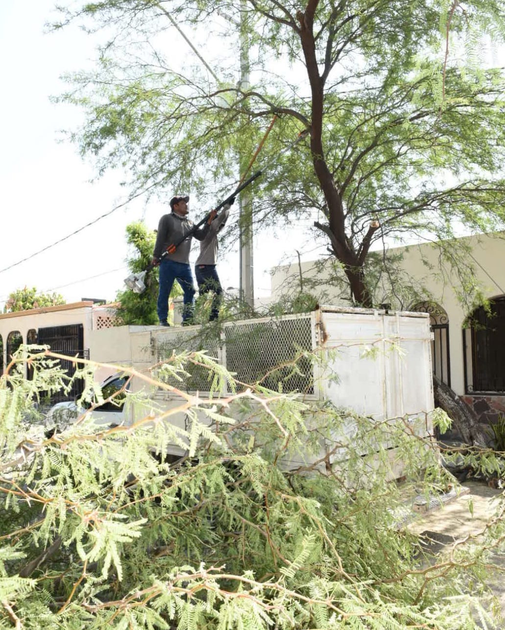 CIDUE continúa con retiro de árboles caídos por lluvias para evitar situaciones de riesgo