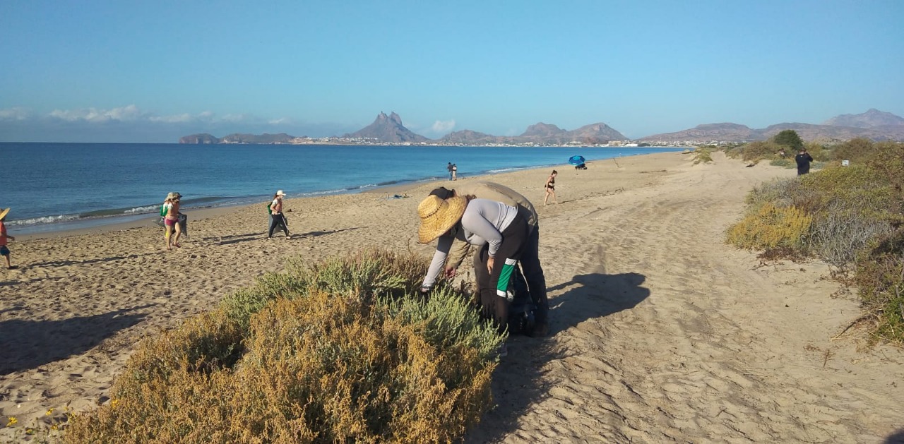 Colabora Cedes en limpieza de playas