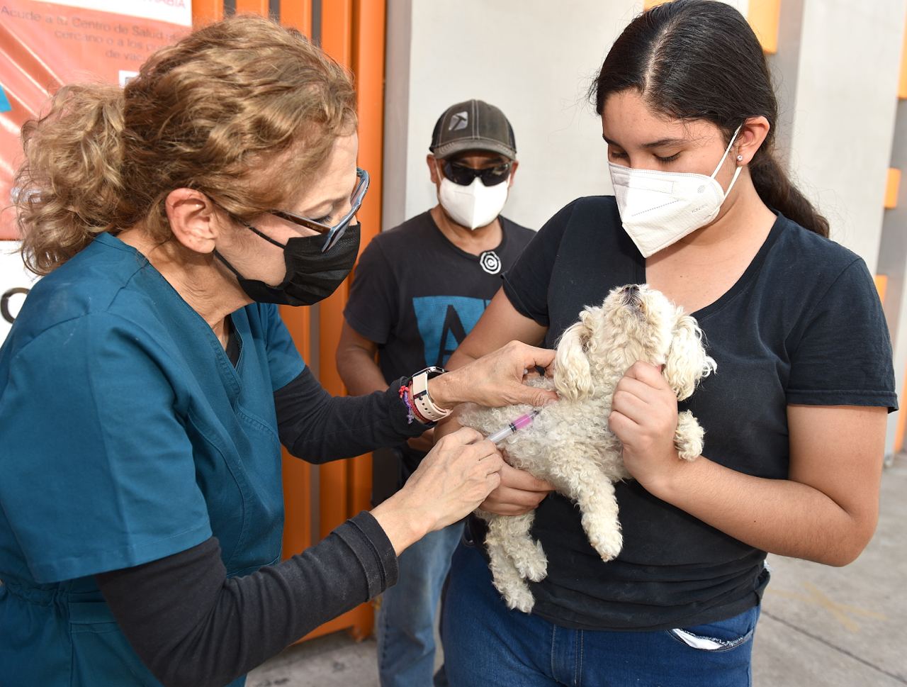 Invitan a aprovechar el servicio de esterilizaciones gratuitas a mascotas Invitan a aprovechar el servicio de esterilizaciones gratuitas a mascotas