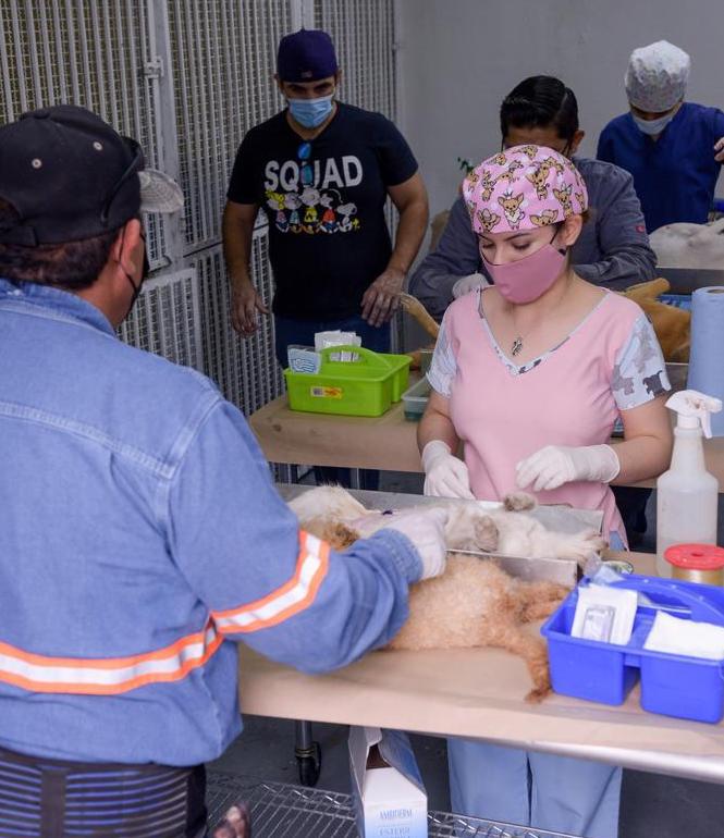 Realiza CACF 40 esterilizaciones gratuitas diarias