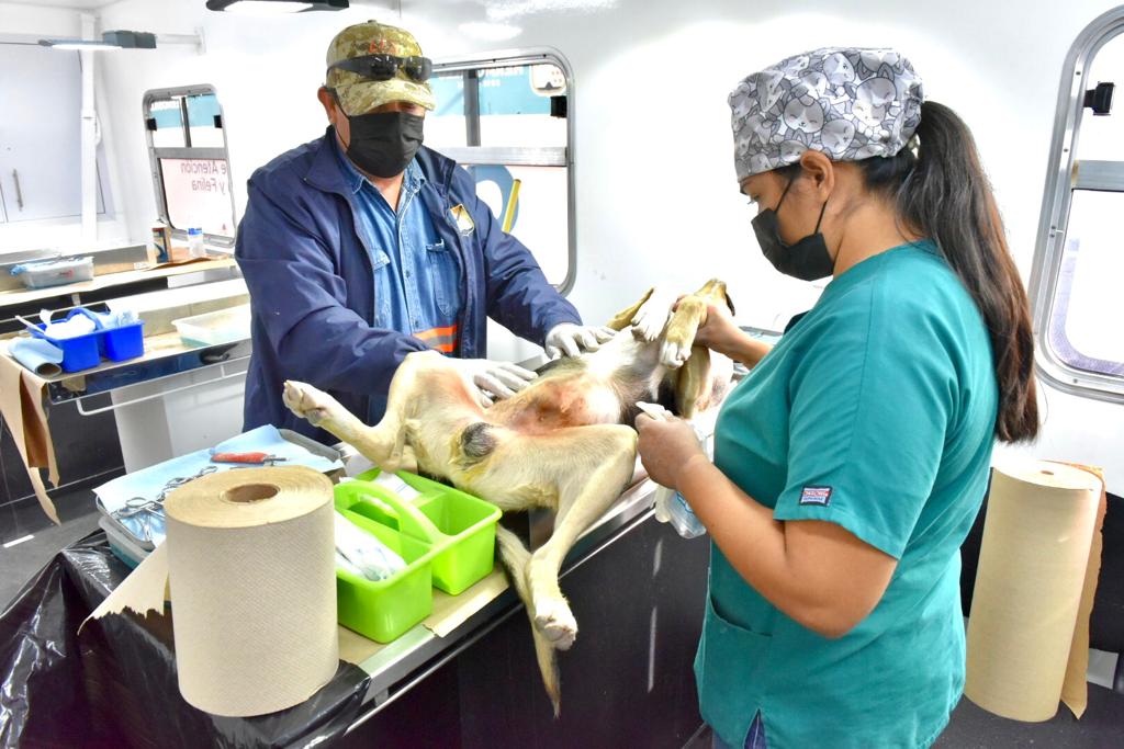 Cierra CACF el año con exitosa jornada de 2 días de esterilizaciones de mascotas