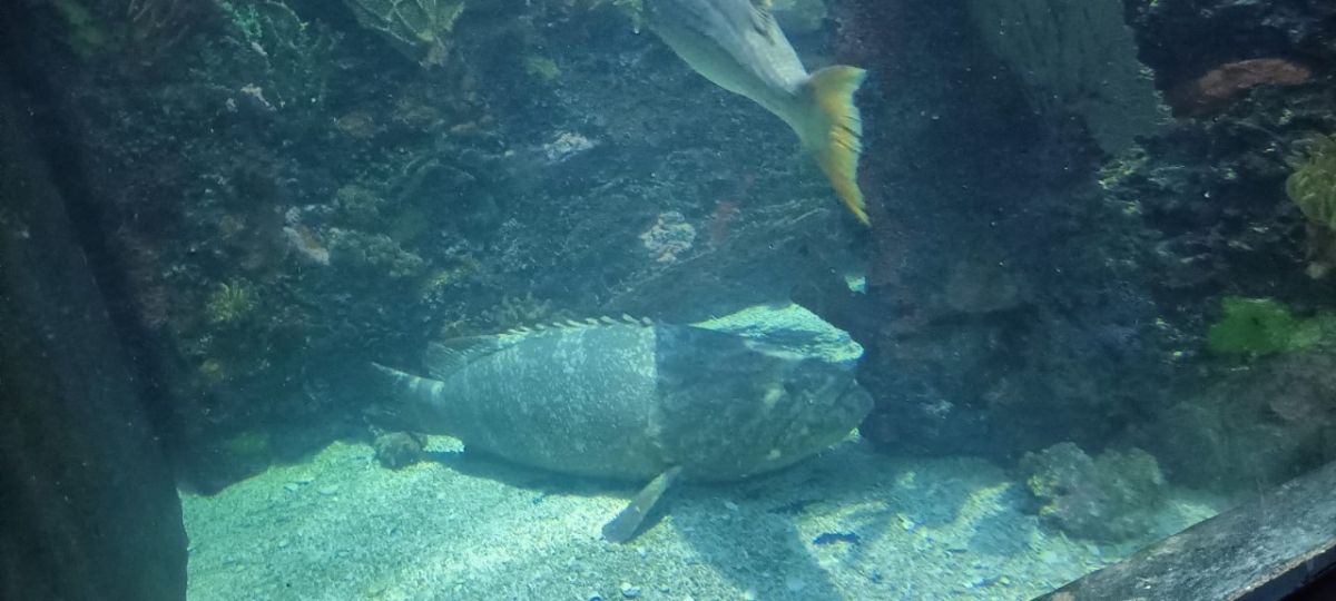 Instituto de Acuacultura del Estado de Sonora entrega peces meros del Pacífico para exhibición en Acuario Inbursa
