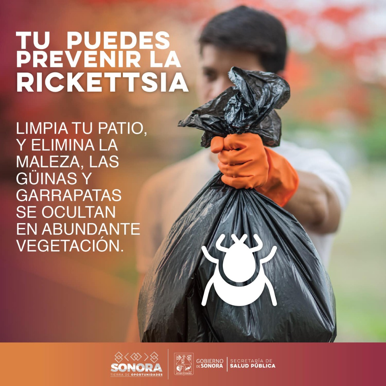 La Secretaría de Salud Sonora hace un llamado a mantener patios limpios para evitar la rickettsia