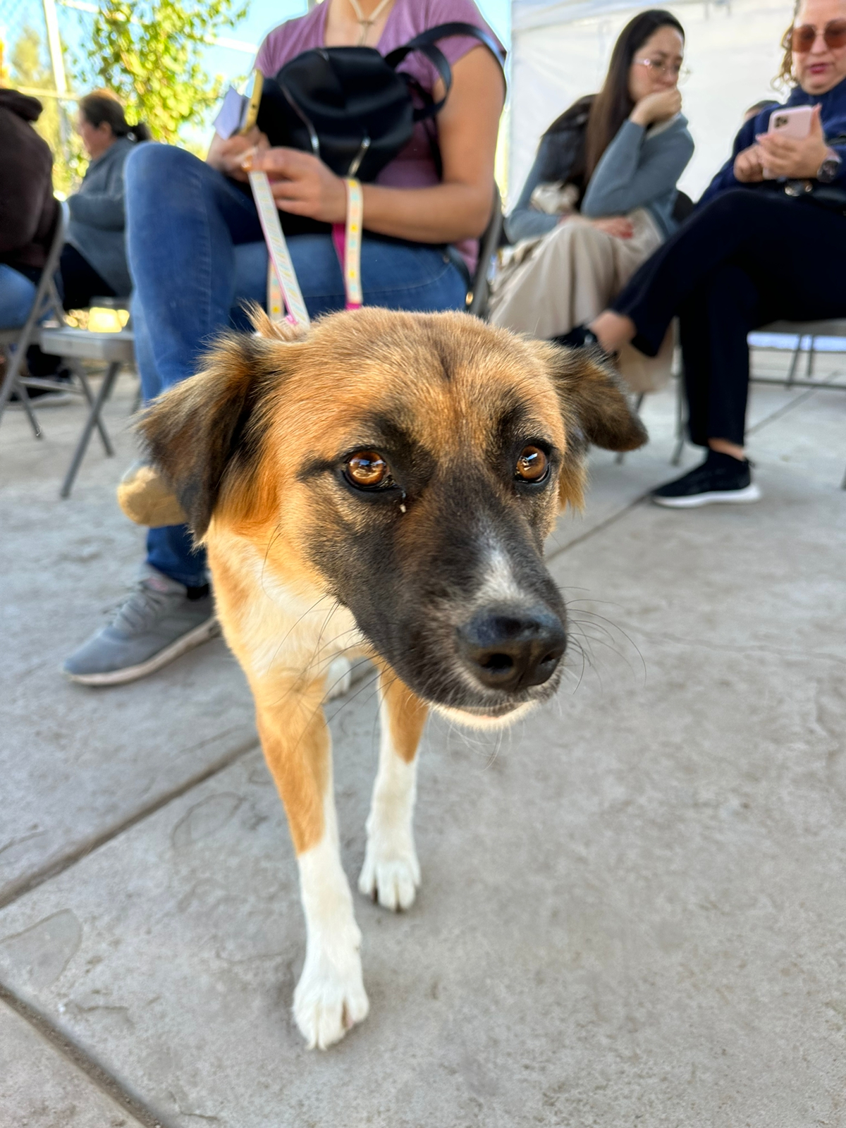 Lleva Salud Sonora Jornada de Salud Animal Canina y Felina a colonias de Hermosillo