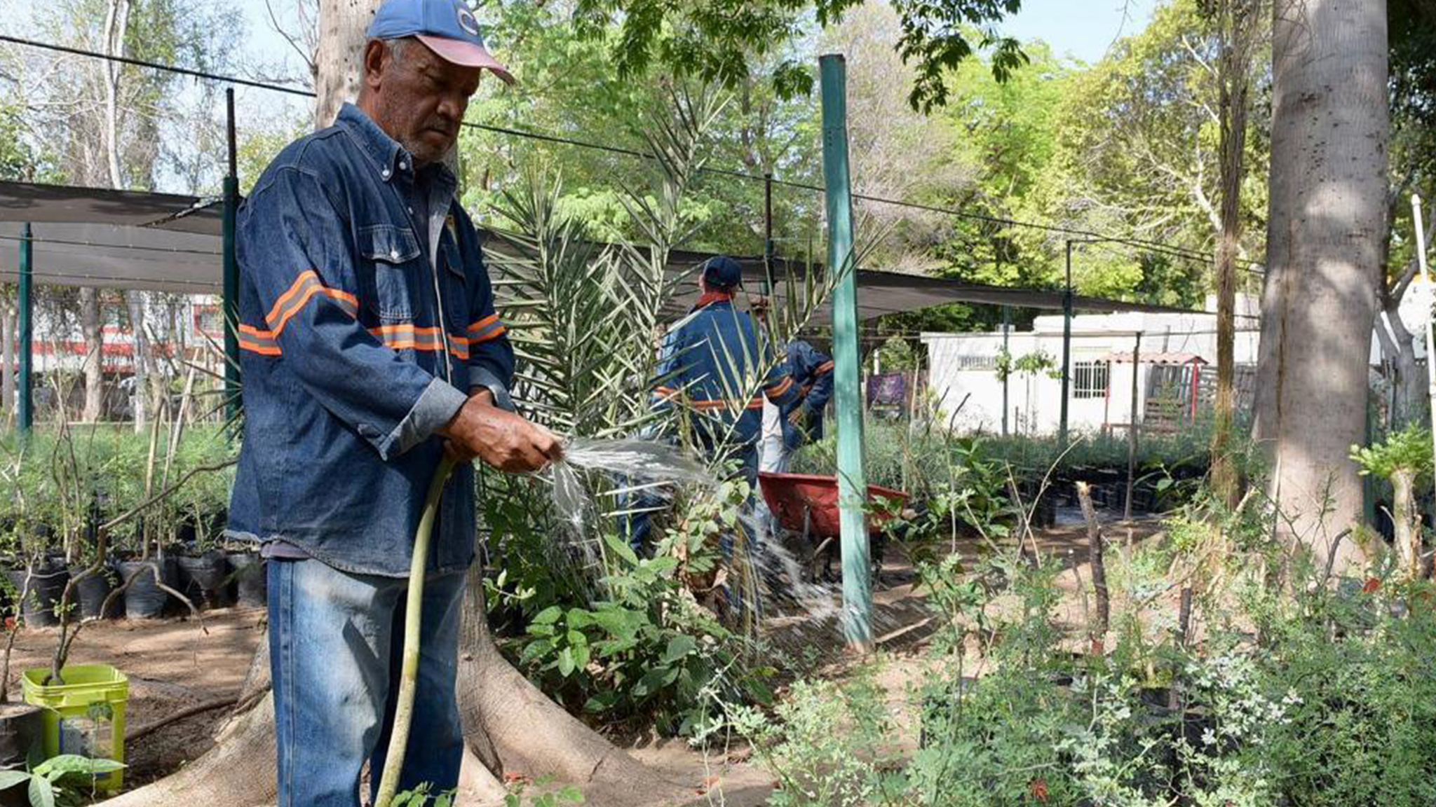 Invitan a reforzar los cuidados a plantas y árboles este verano Invitan a reforzar los cuidados a plantas y árboles este verano