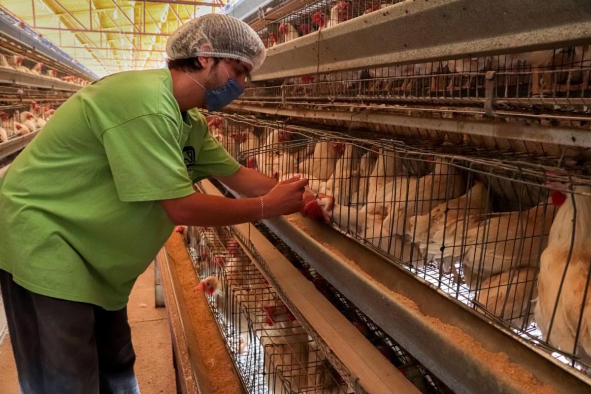 Senasica levanta la cuarentena por influenza aviar en Sonora