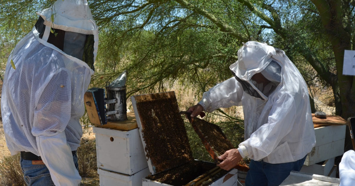 Centro de reproducción apícola busca tener abeja calidad Sonora