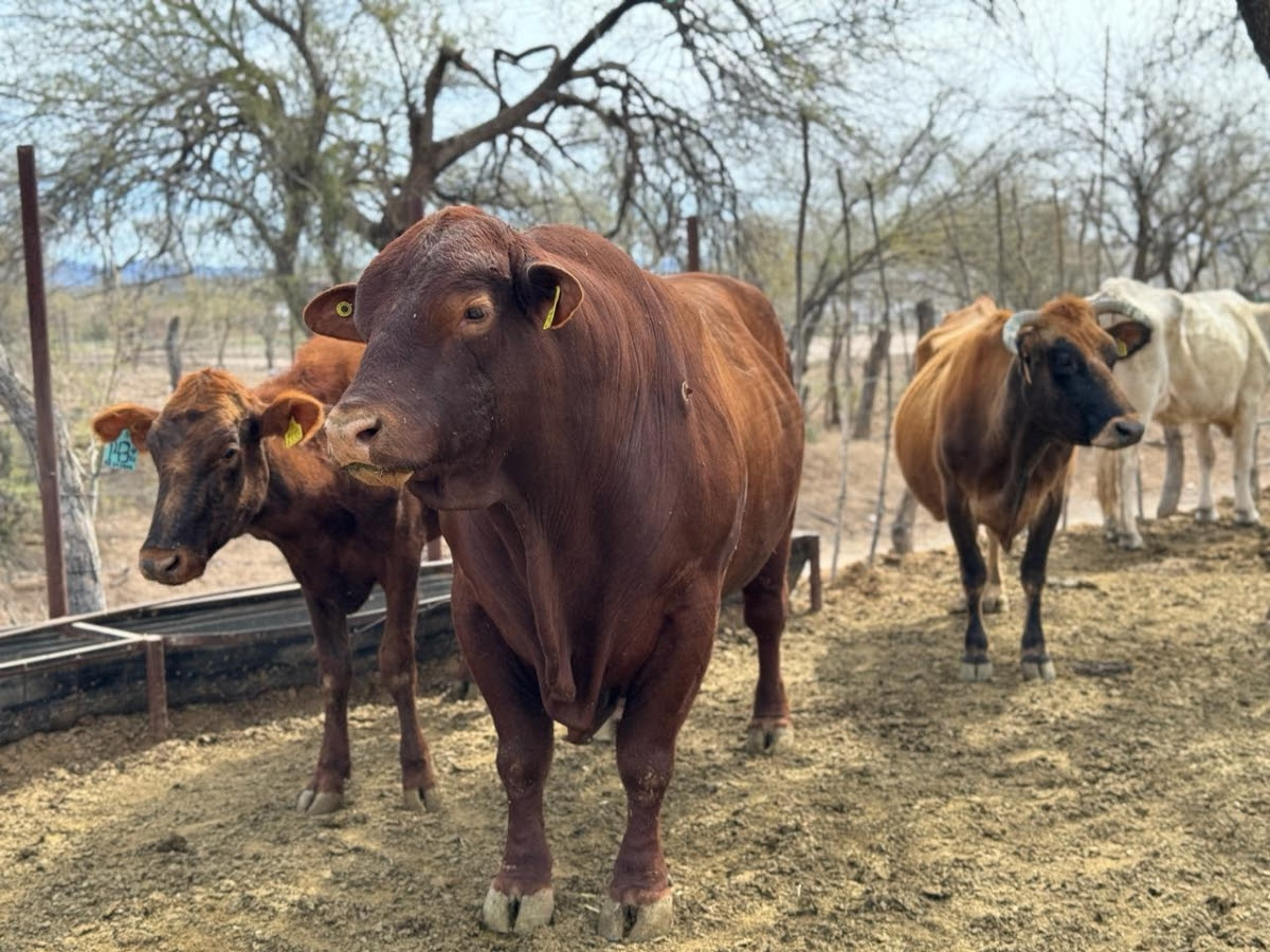 Atiende Gobierno de Sonora a productores ganaderos del Sur de Sonora