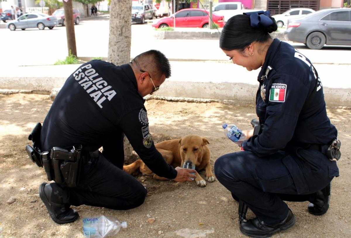 Elementos de la Policía Estatal recibieron capacitación en el tema de maltrato animal