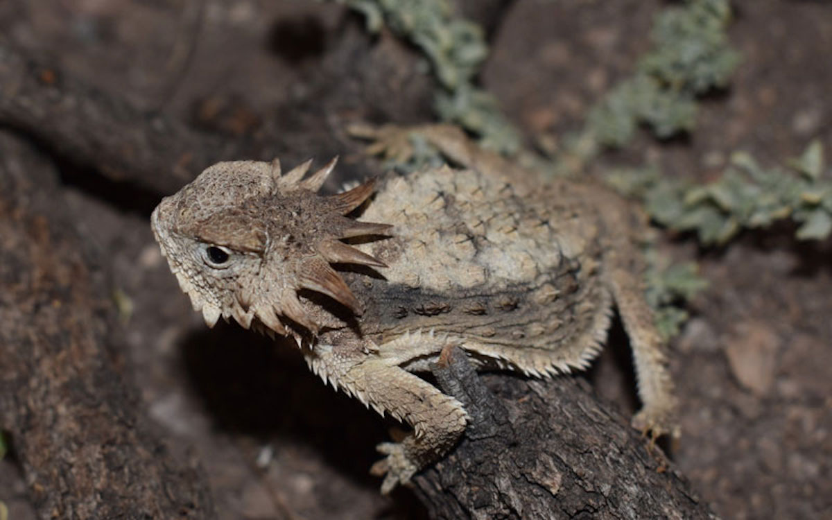 Realiza estudiante de la Unisierra trabajo de investigación sobre el camaleón sonorense Realiza estudiante de la Unisierra trabajo de investigación sobre el camaleón sonorense