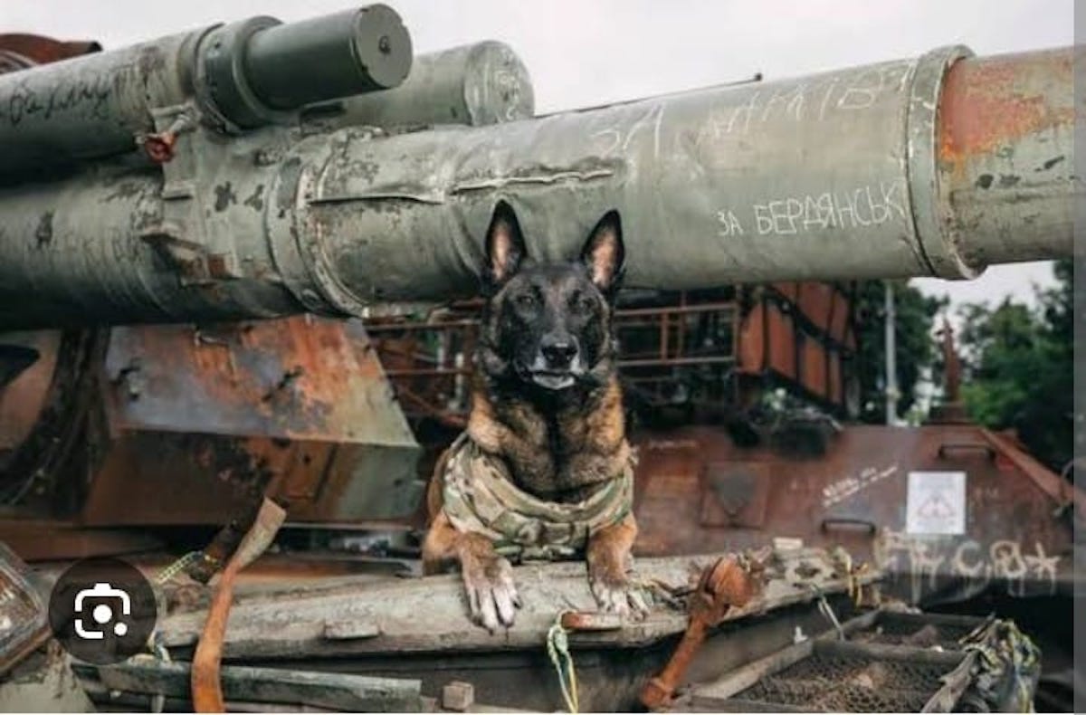 ¡Suelta a los perros de la guerra!