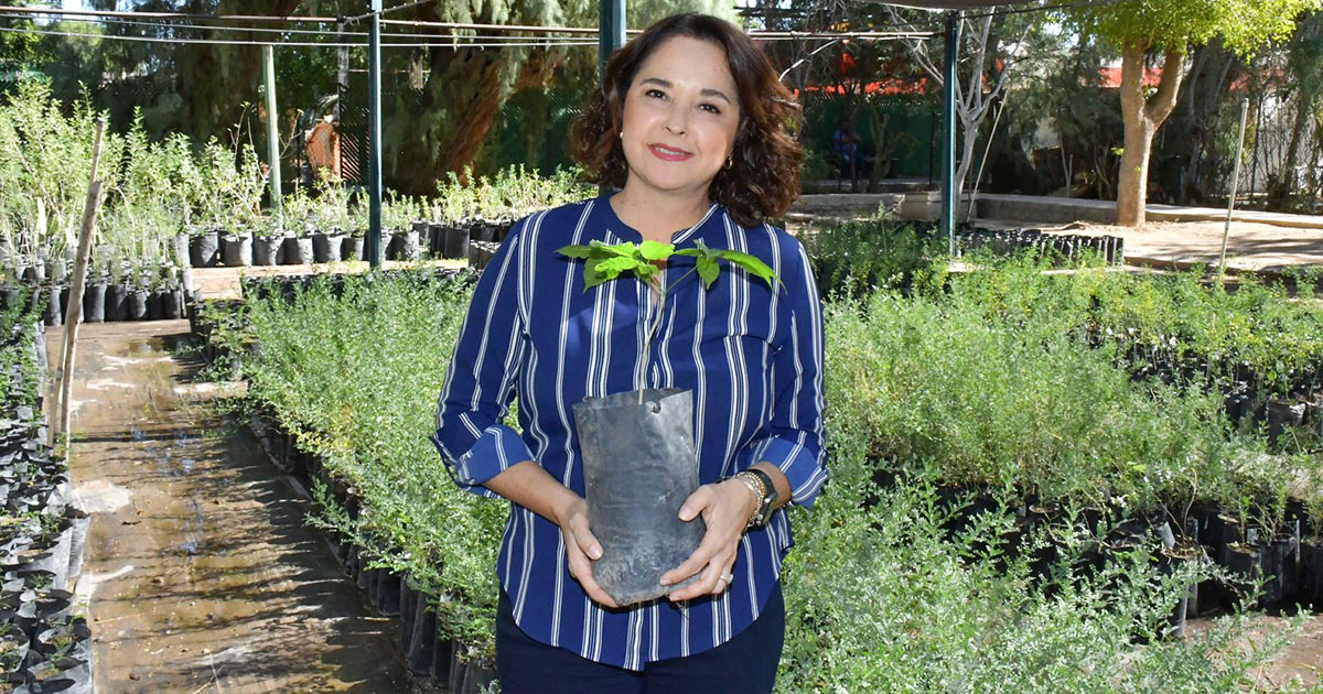 Habrá mega donación de árboles nativos este viernes Habrá mega donación de árboles nativos este viernes