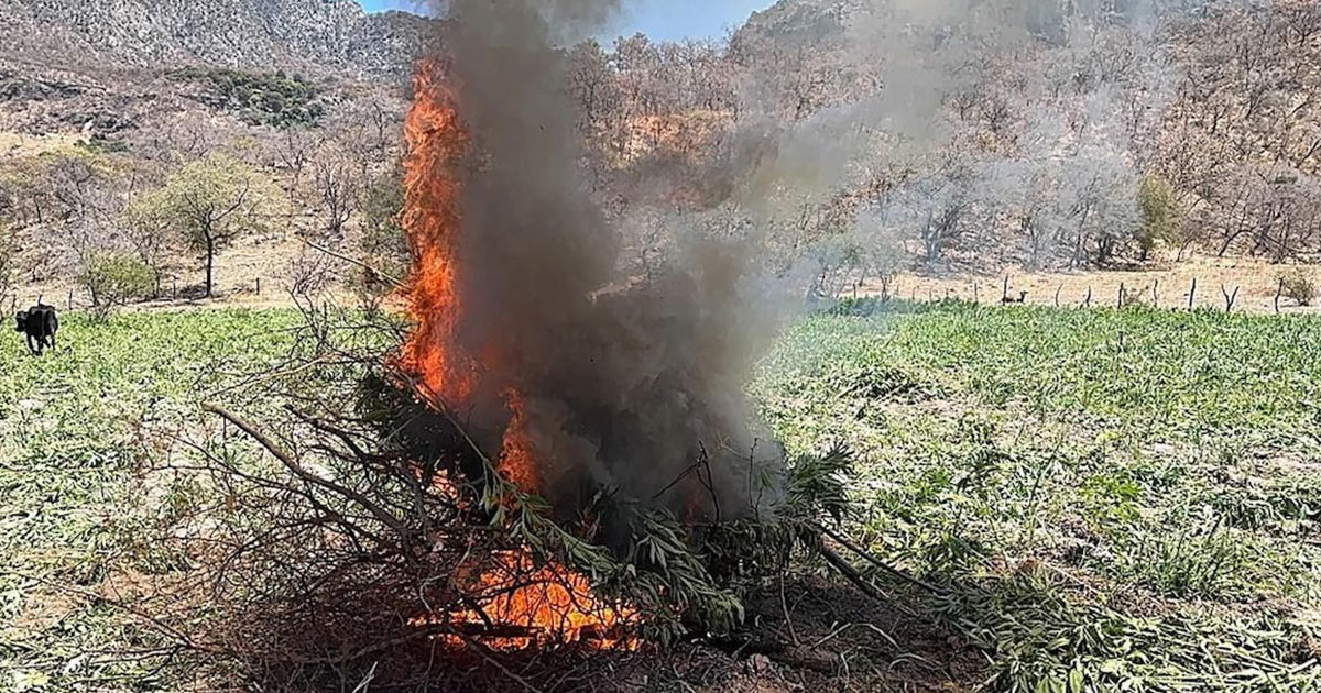 Localiza y destruye Gobierno de Sonora 21 toneladas de marihuana en Álamos Localiza y destruye Gobierno de Sonora 21 toneladas de marihuana en Álamos