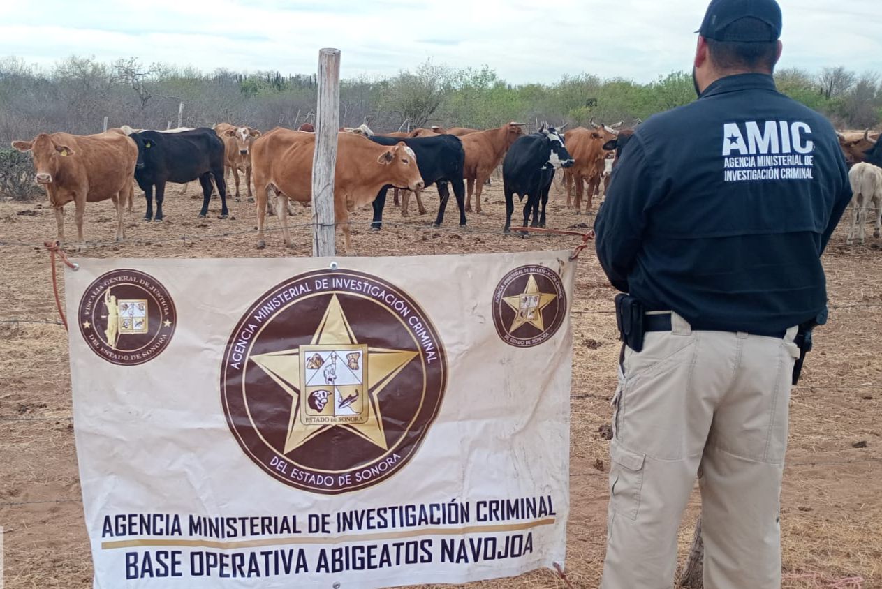 Recupera AMIC ganado robado en Navojoa; dos sujetos identificados por abigeato