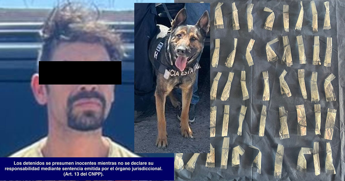 Unidad K-9 del Gobierno de Sonora asegura narcótico en Hermosillo