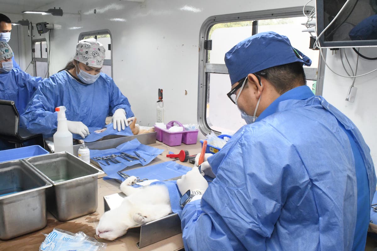 Hermosillo supera las 17 mil esterilizaciones de perros y gatos en 2025