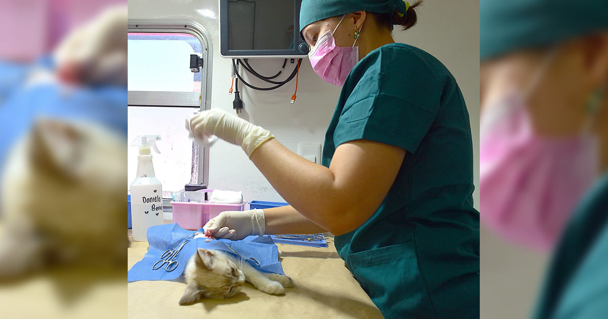 Hermosillo anuncia jornadas gratuitas de esterilización en colonias Dunas, Real del Carmen y Las Lomas