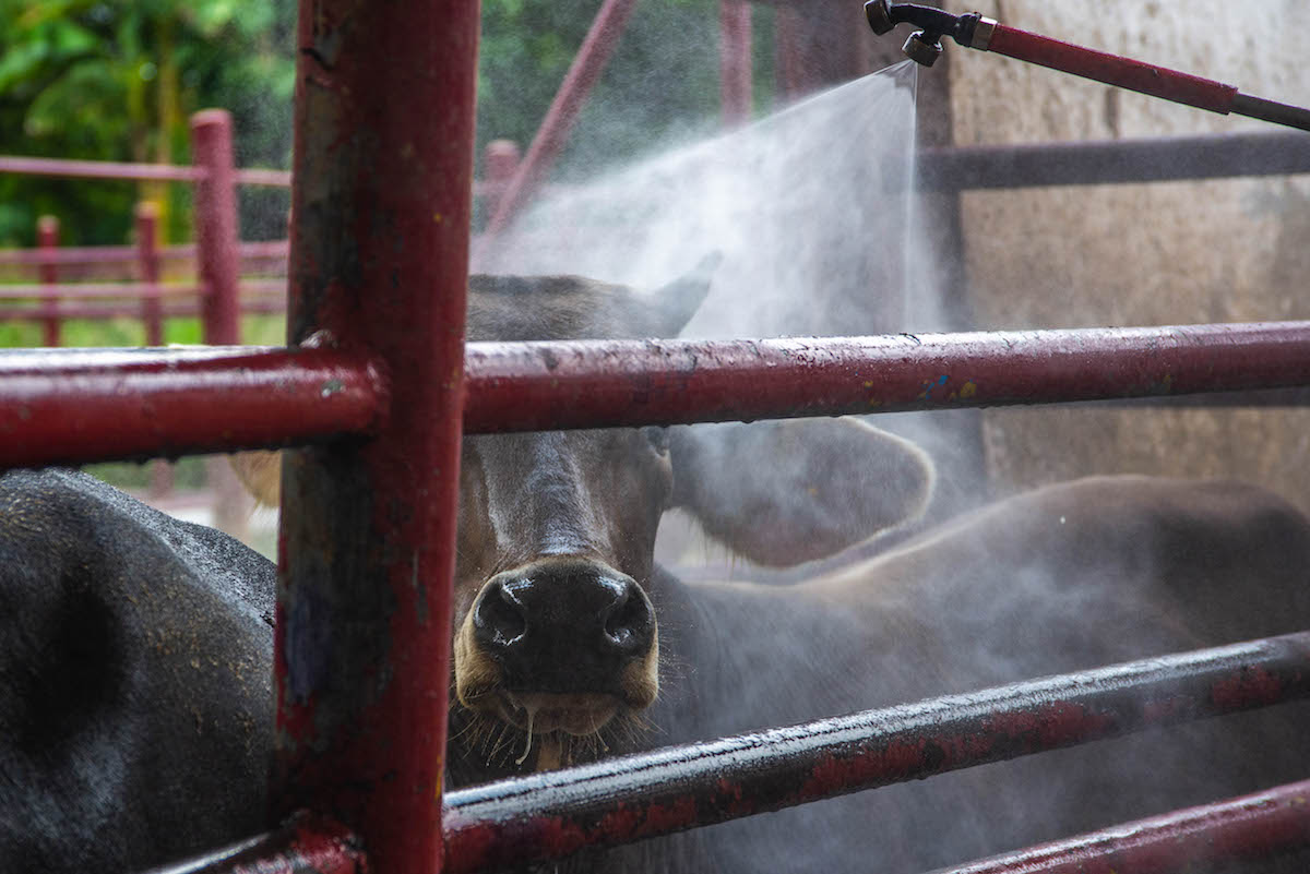 Liberan 4 mil millones de moscas estériles para contener al gusano barrenador