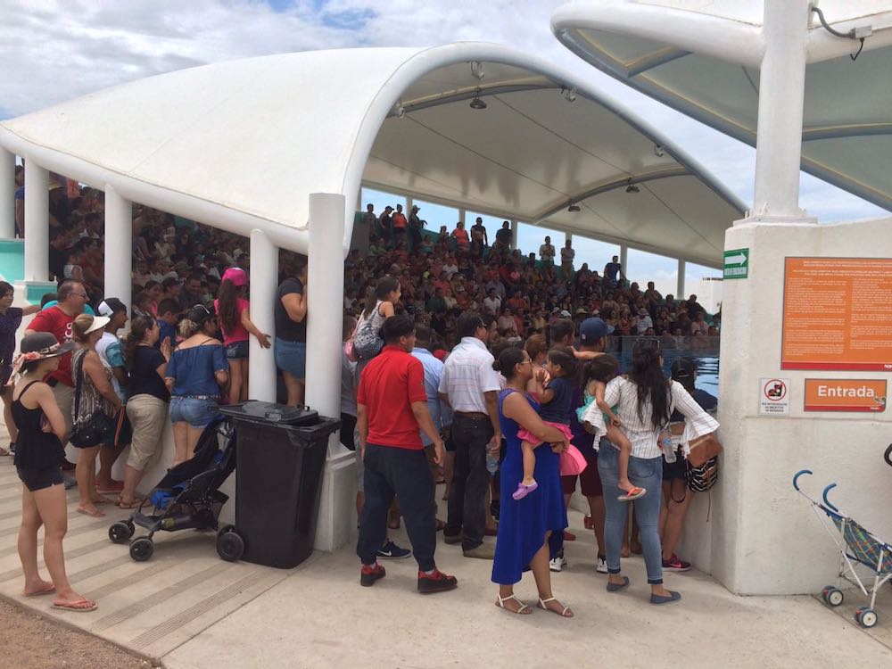 Terapias y Presentaciones Educativas, un éxito en Delfinario Sonora