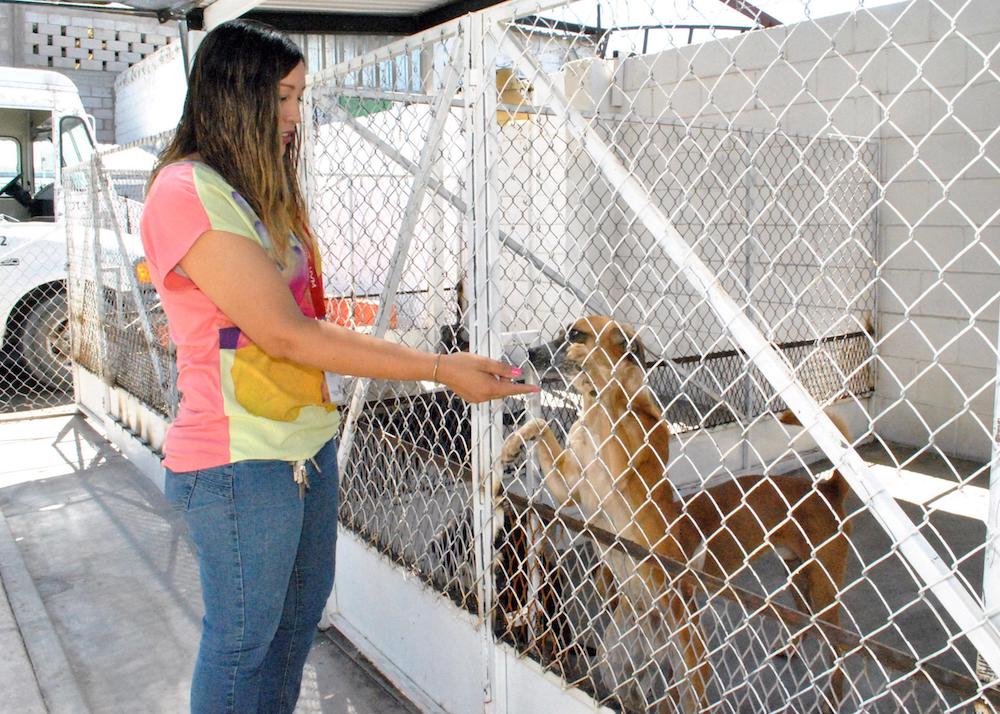 Invitan a dar una oportunidad de vida a perros y gatos abandonados