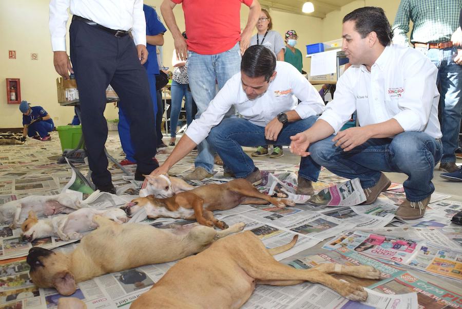 Hace historia Hermosillo en mega campaña de esterilización de mascotas