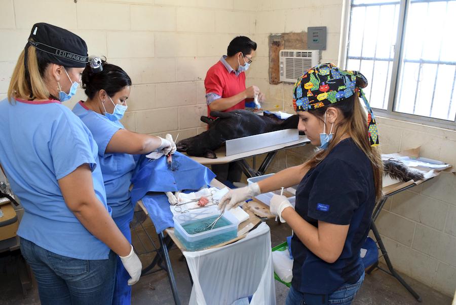 Lleva CACF campaña de esterilización de mascotas a Urbi Villa del Cedro Lleva CACF campaña de esterilización de mascotas a Urbi Villa del Cedro