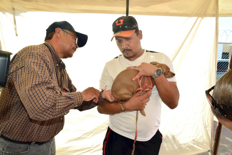 Mejorarán salud animal en colonia Red 2000