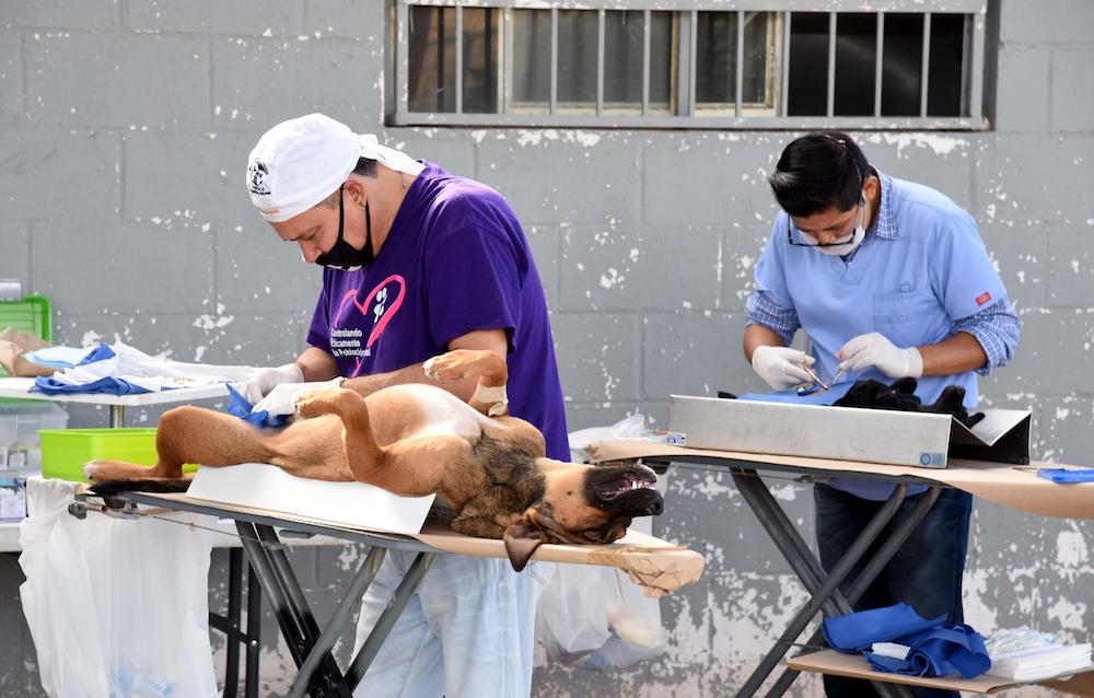 Llevan jornada gratuita de salud animal a la Red 2000