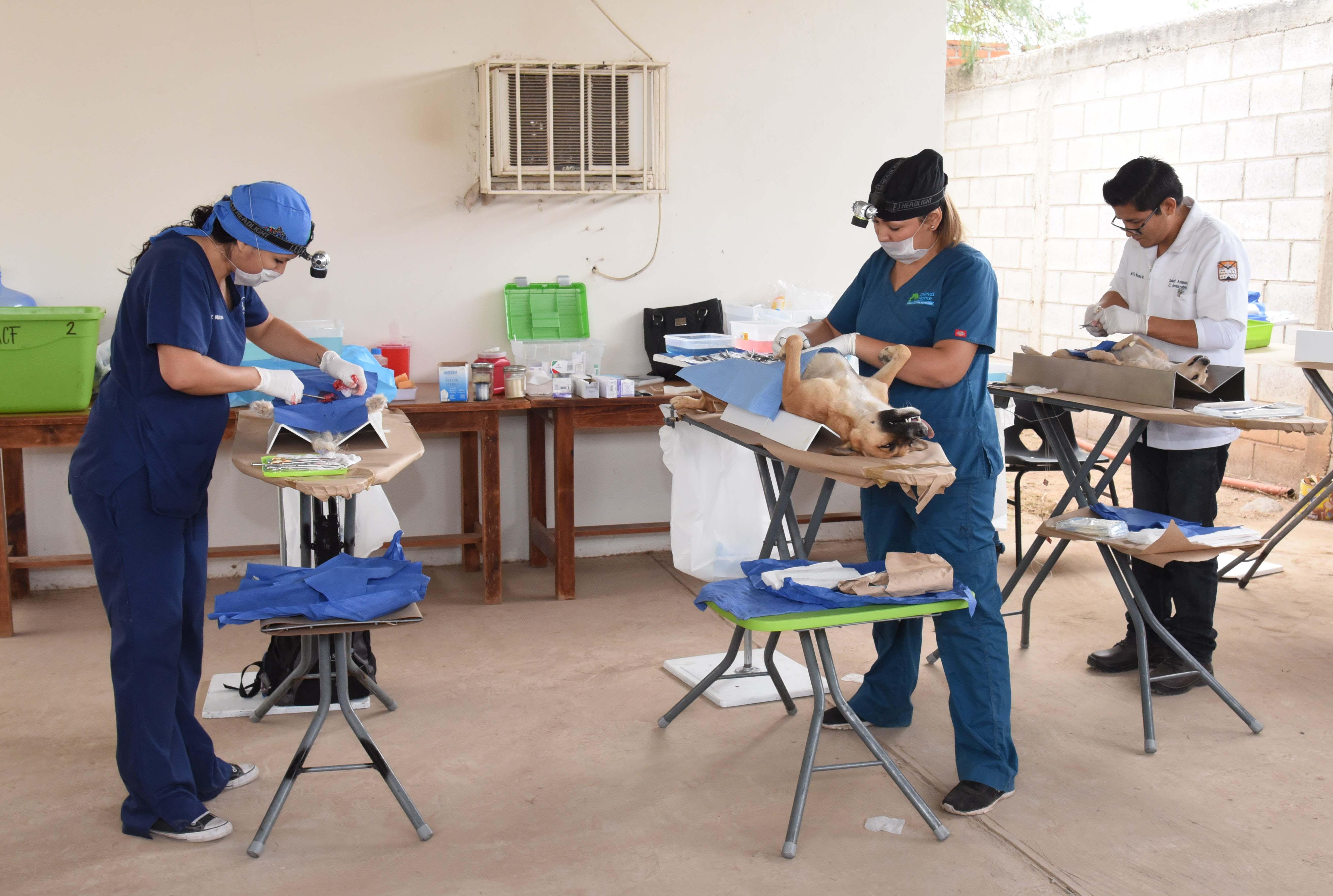 Realiza CACF jornada de salud animal en Altares