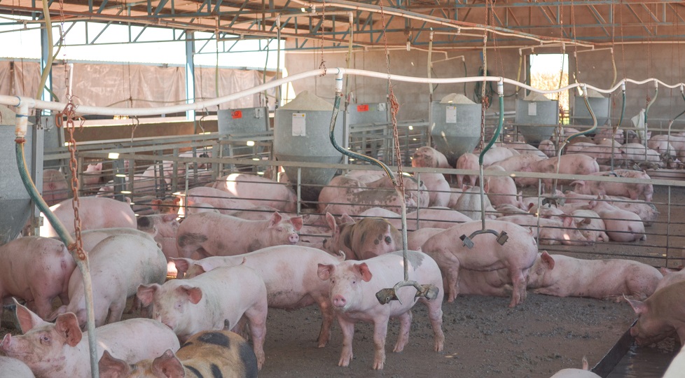 Prevén porcicultores sonorenses exportar más en 2018
