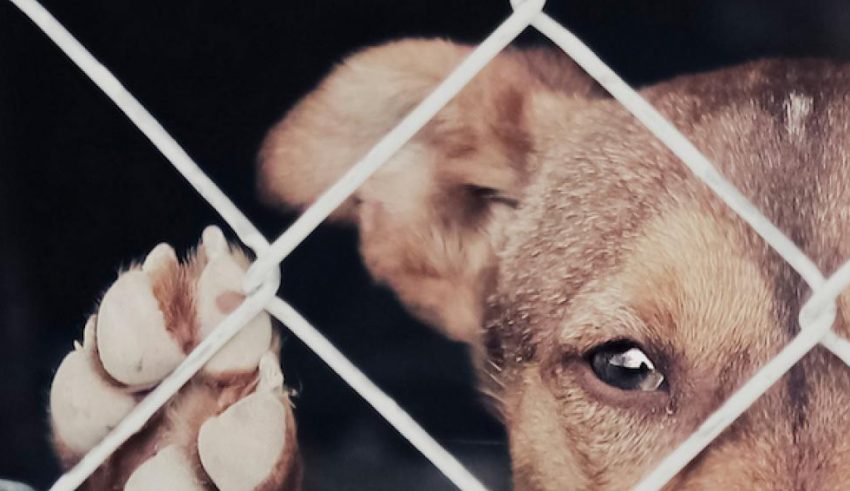 Justicia para los animales ¡Cayó el primer abusivo!