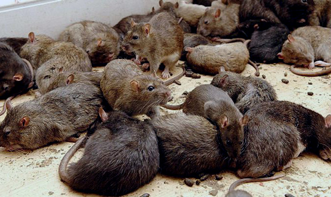 Vecinos de colonias céntricas no aguantan a las ratas ¿Y en las orillas?
