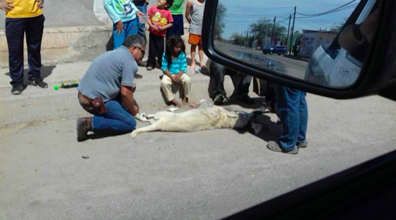 Un hombre murió de infarto tras el ataque de un perro ¿hasta cuándo?