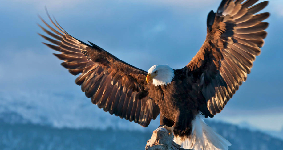 El águila