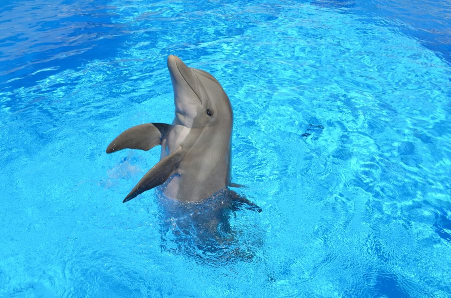 En gestación, Tana, hembra delfín del Delfinario Sonora